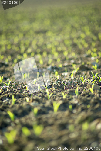 Image of corn seedlings
