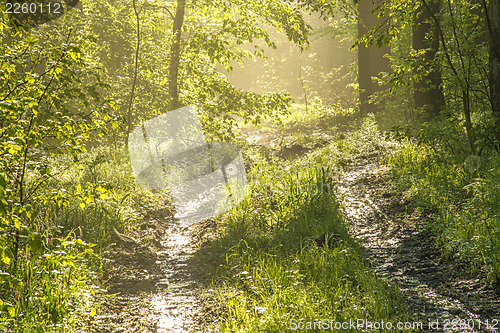 Image of Forest in sunny spring light