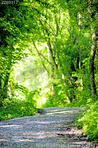 Image of Forest in spring