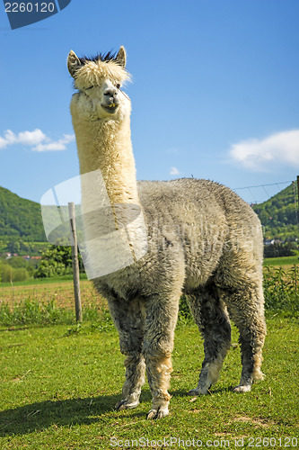 Image of Alpaca looking curious