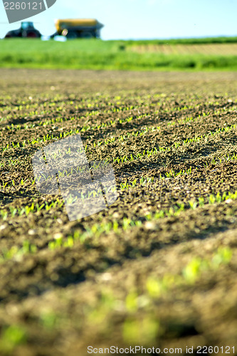 Image of corn seedlings