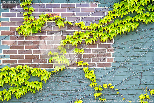 Image of ivy on an old brick wall