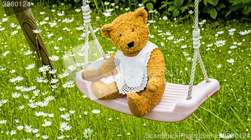 Image of Teddy bear on swing