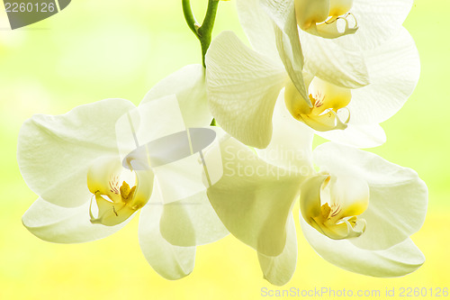 Image of Orchid bloom