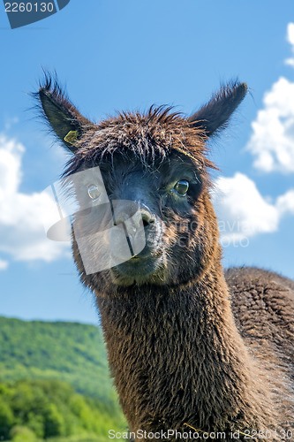 Image of Alpaca looking curious