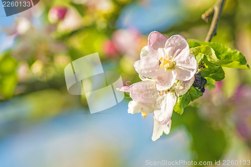 Image of apple blossom