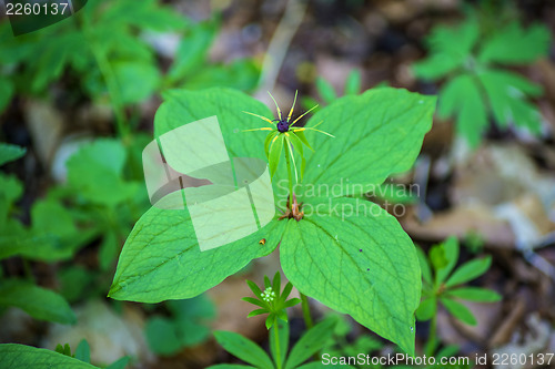 Image of  true lover's knot, Paris quadrifolia