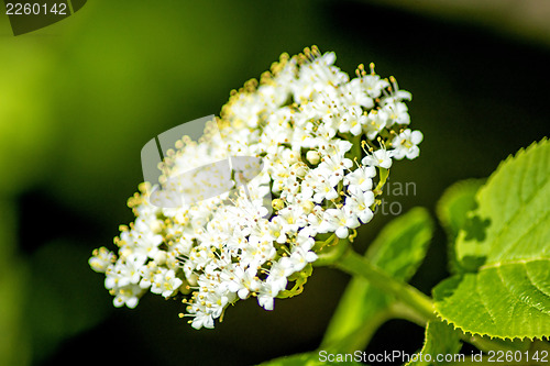 Image of guelder rose, Viburnum opulus