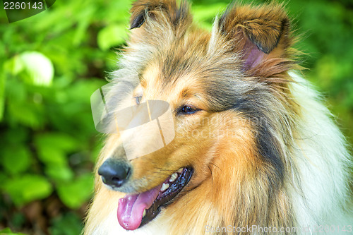 Image of Collie