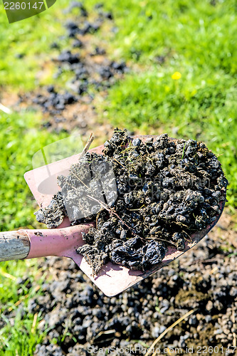 Image of Alpaca manure