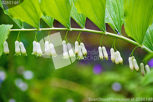 Image of salomons seal, Polygonatum multiflorum