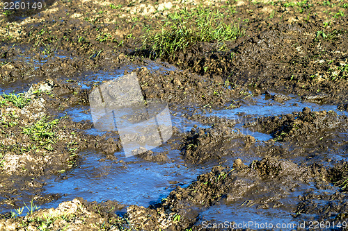 Image of dung