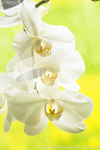 Image of Orchid bloom