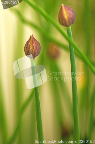 Image of chive blooming