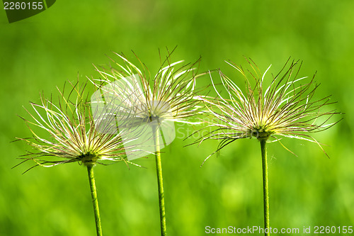 Image of pasqueflower with fruits