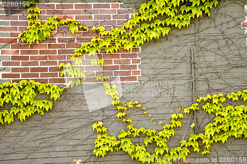 Image of ivy on an old brick wall