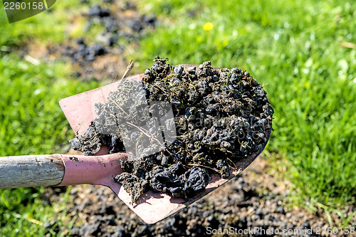 Image of Alpaca manure