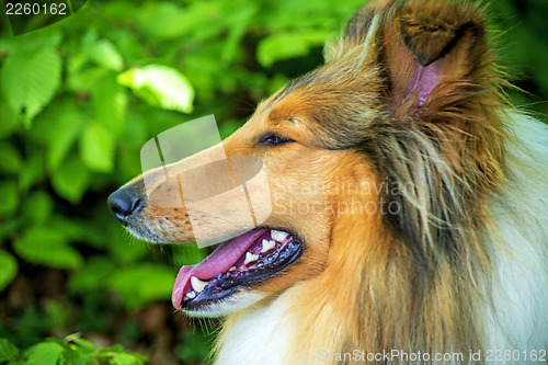 Image of Collie