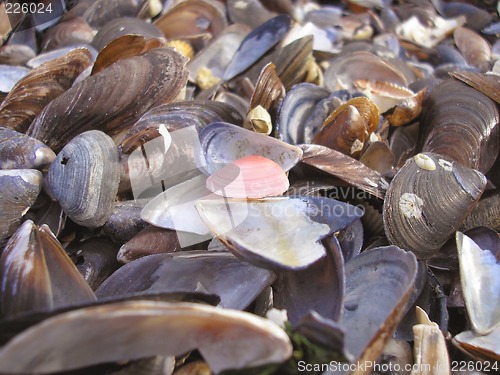 Image of Lot of Seashells