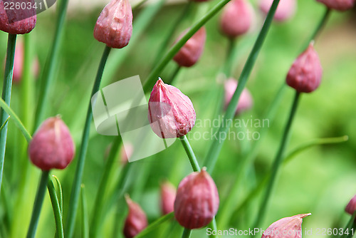 Image of Closed chive flower buds