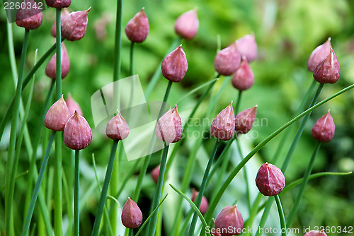 Image of Closed chive flower buds