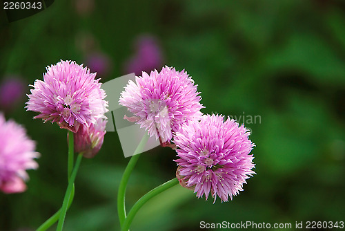 Image of Three delicate pink blooms on a chive plant