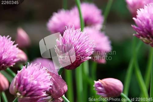 Image of Pink chive flowers opening