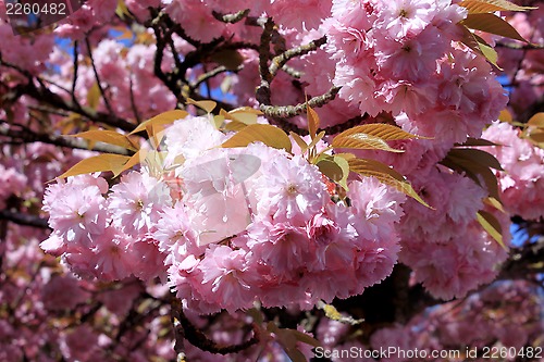 Image of Tree with pink flowers