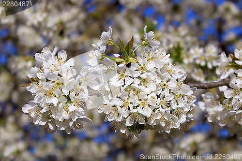 Image of cherry in flowers