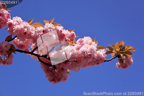 Image of Tree with pink flowers