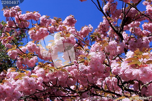 Image of Tree with pink flowers