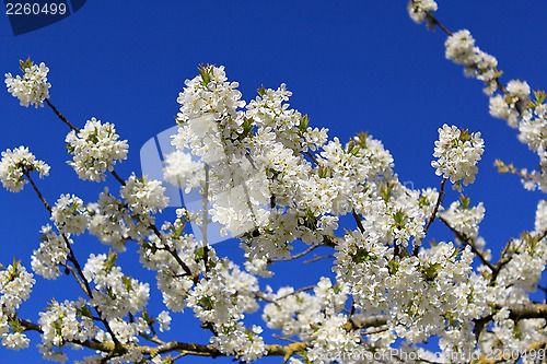 Image of cherry in flowers