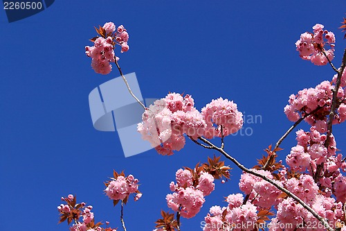 Image of Tree with pink flowers