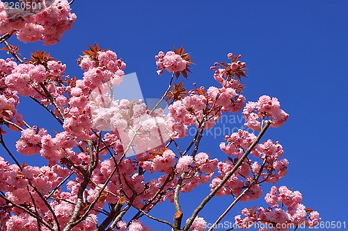 Image of Tree with pink flowers