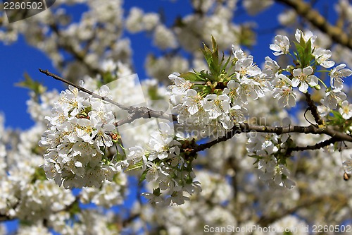 Image of cherry in flowers