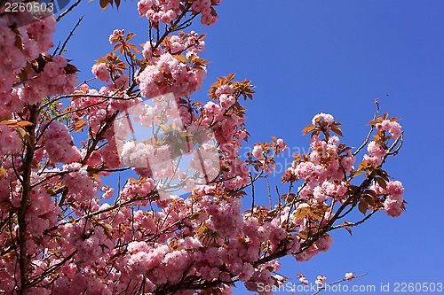 Image of Tree with pink flowers