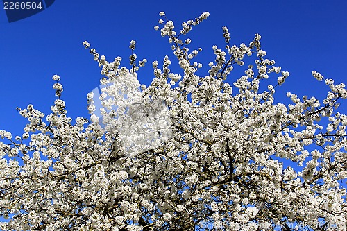 Image of cherry in flowers