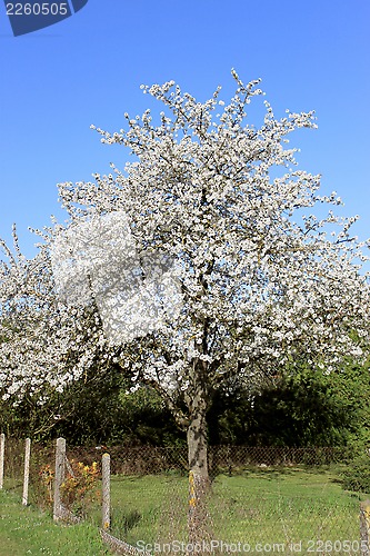 Image of cherry in flowers