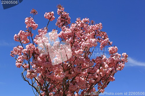 Image of Tree with pink flowers