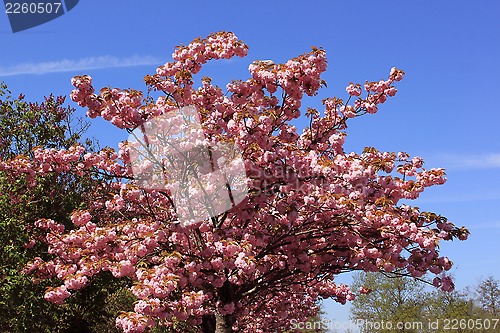 Image of Tree with pink flowers