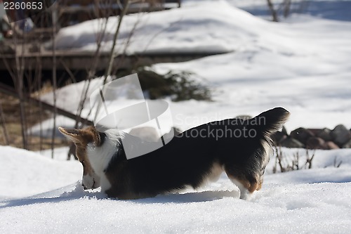 Image of playing in snow
