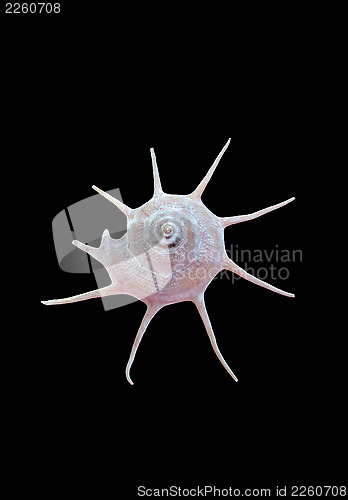 Image of Sea shell
