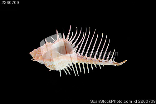 Image of Sea shell