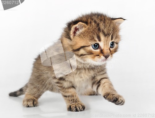 Image of beautiful cute kitten walking alone