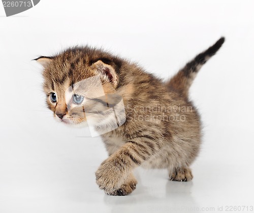 Image of beautiful cute kitten walking