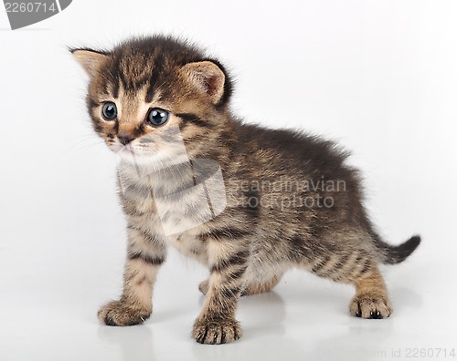 Image of beautiful cute 22 days old kitten sitting