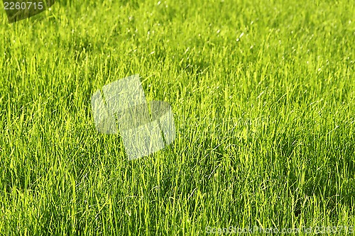 Image of Green sunny grass background