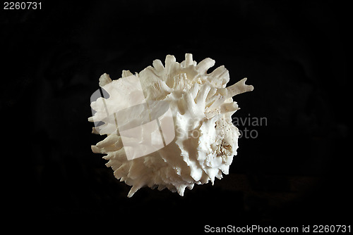 Image of Sea shell