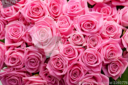 Image of roses background