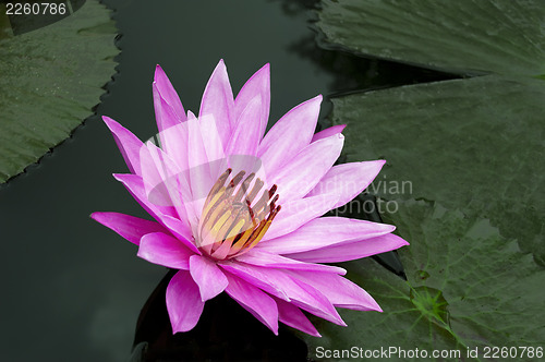 Image of Delicate Pink Lotus.